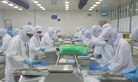 Thủy sản Thuận Phước: Xuất khẩu sang Châu Âu giảm 55%, kéo lợi nhuận xuống sâu