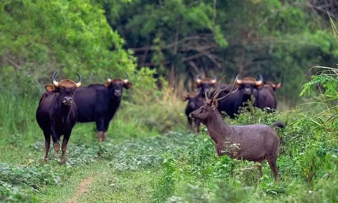 Đồng Nai sẽ biến khu bảo tồn thành trung tâm du lịch sinh thái lớn nhất Đông Nam Bộ