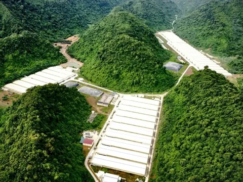 Xả thải gây ô nhiễm, công ty chăn nuôi lợn bị xử phạt hơn 200 triệu đồng