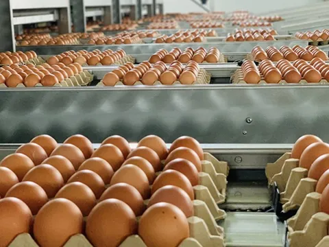 Hạn ngạch thuế quan nhập khẩu muối, trứng gia cầm 2026