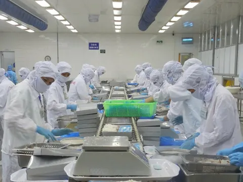 Thủy sản Thuận Phước: Xuất khẩu sang Châu Âu giảm 55%, kéo lợi nhuận xuống sâu