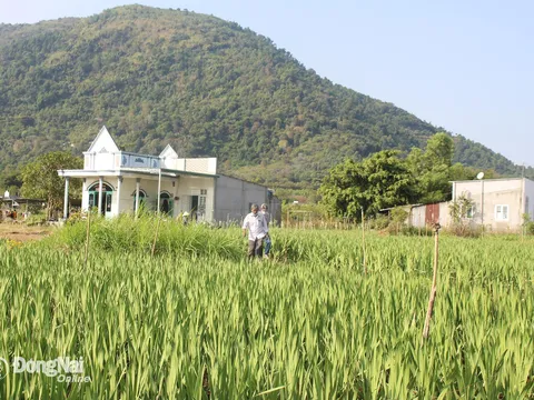 Về núi Chứa Chan để an cư, lập nghiệp