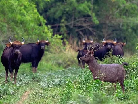 Đồng Nai sẽ biến khu bảo tồn thành trung tâm du lịch sinh thái lớn nhất Đông Nam Bộ