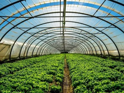 5 tháng đầu năm: Xuất khẩu nông, lâm, thủy sản đạt 20,26 tỷ USD